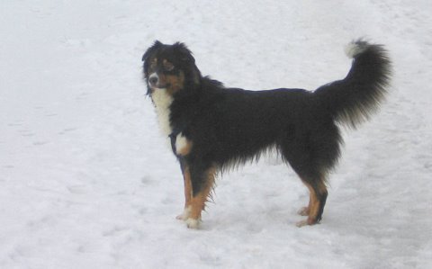 Eléis de l'Eden de Basthêt