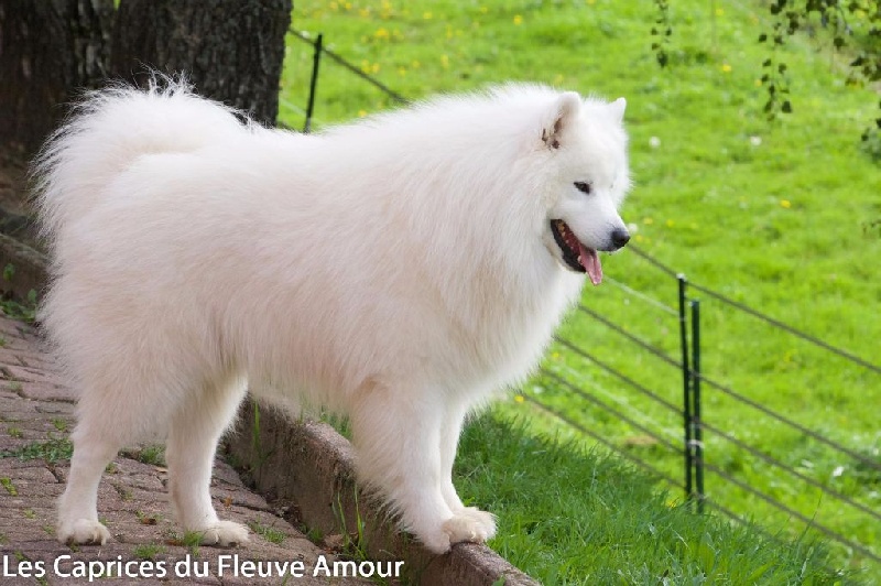 Forrest gump dit faolan pamiiyok de l'Eden de Basthêt